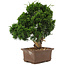 Juniperus chinensis Itoigawa, 32 cm, ± 15 years old