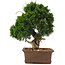 Juniperus chinensis Itoigawa, 32 cm, ± 15 jaar oud