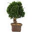 Juniperus chinensis Itoigawa, 32 cm, ± 15 ans