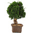 Juniperus chinensis Itoigawa, 32 cm, ± 15 Jahre alt