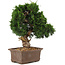 Juniperus chinensis Itoigawa, 32 cm, ± 15 años