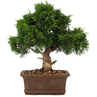 Juniperus chinensis Itoigawa, 29 cm, ± 15 ans