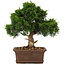 Juniperus chinensis Itoigawa, 29 cm, ± 15 years old