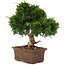 Juniperus chinensis Itoigawa, 29 cm, ± 15 years old