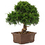 Juniperus chinensis Itoigawa, 29 cm, ± 15 anni