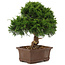 Juniperus chinensis Itoigawa, 29 cm, ± 15 years old