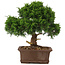 Juniperus chinensis Itoigawa, 29 cm, ± 15 years old