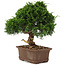 Juniperus chinensis Itoigawa, 29 cm, ± 15 years old