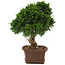 Juniperus chinensis Itoigawa, 29 cm, ± 15 ans