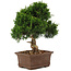 Juniperus chinensis Itoigawa, 29 cm, ± 15 years old