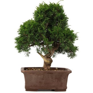 Juniperus chinensis Itoigawa, 34 cm, ± 15 anni