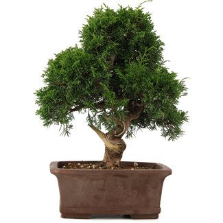 Juniperus chinensis Itoigawa, 34 cm, ± 15 jaar oud