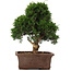 Juniperus chinensis Itoigawa, 34 cm, ± 15 anni