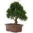 Juniperus chinensis Itoigawa, 34 cm, ± 15 ans