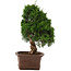 Juniperus chinensis Itoigawa, 34 cm, ± 15 anni