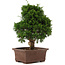 Juniperus chinensis Itoigawa, 34 cm, ± 15 anni