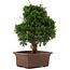 Juniperus chinensis Itoigawa, 34 cm, ± 15 ans