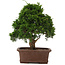 Juniperus chinensis Itoigawa, 34 cm, ± 15 years old