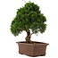 Juniperus chinensis Itoigawa, 34 cm, ± 15 years old