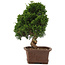 Juniperus chinensis Itoigawa, 34 cm, ± 15 anni