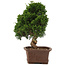 Juniperus chinensis Itoigawa, 34 cm, ± 15 years old