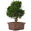 Juniperus chinensis Itoigawa, 34 cm, ± 15 ans