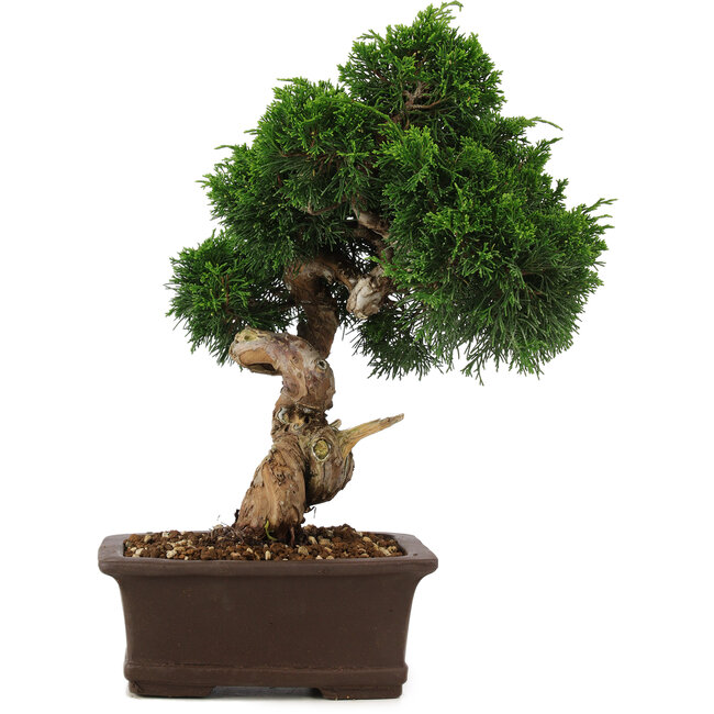 Juniperus chinensis Itoigawa, 34 cm, ± 15 years old