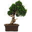 Juniperus chinensis Itoigawa, 34 cm, ± 15 anni