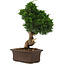 Juniperus chinensis Itoigawa, 34 cm, ± 15 years old