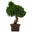 Juniperus chinensis Itoigawa, 34 cm, ± 15 anni