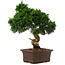 Juniperus chinensis Itoigawa, 34 cm, ± 15 years old