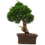 Juniperus chinensis Itoigawa, 34 cm, ± 15 anni