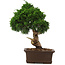 Juniperus chinensis Itoigawa, 34 cm, ± 15 ans