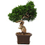 Juniperus chinensis Itoigawa, 34 cm, ± 15 anni