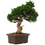 Juniperus chinensis Itoigawa, 34 cm, ± 15 anni