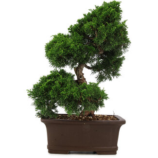 Juniperus chinensis Itoigawa, 36 cm, ± 15 anni