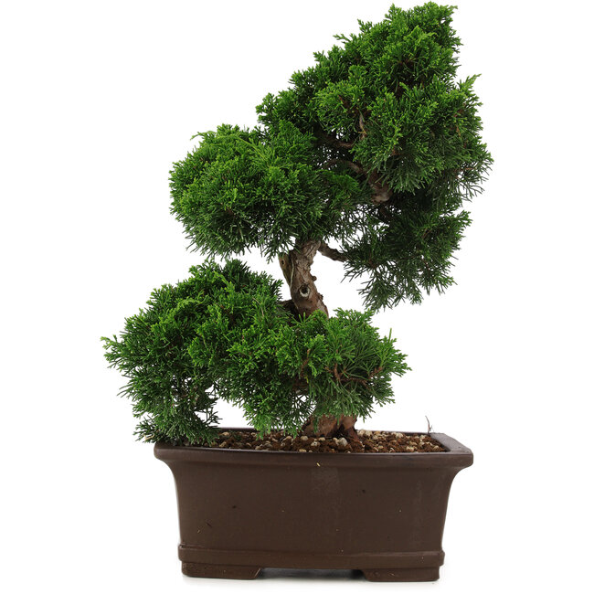 Juniperus chinensis Itoigawa, 36 cm, ± 15 jaar oud