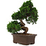 Juniperus chinensis Itoigawa, 36 cm, ± 15 anni