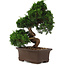 Juniperus chinensis Itoigawa, 36 cm, ± 15 años