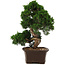 Juniperus chinensis Itoigawa, 36 cm, ± 15 anni