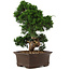 Juniperus chinensis Itoigawa, 36 cm, ± 15 jaar oud
