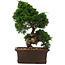 Juniperus chinensis Itoigawa, 36 cm, ± 15 ans