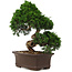 Juniperus chinensis Itoigawa, 36 cm, ± 15 años