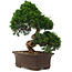 Juniperus chinensis Itoigawa, 36 cm, ± 15 jaar oud
