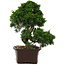 Juniperus chinensis Itoigawa, 36 cm, ± 15 anni