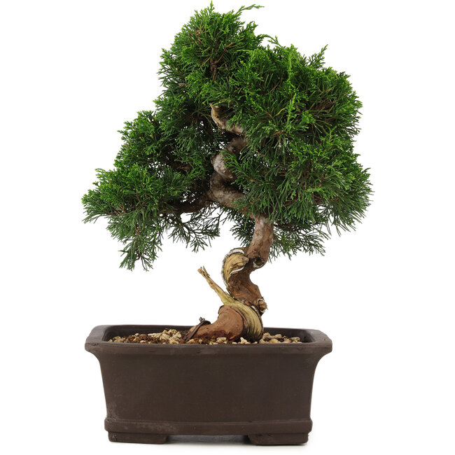 Juniperus chinensis Itoigawa, 34 cm, ± 15 anni