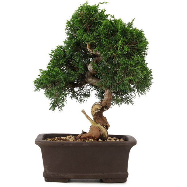 Juniperus chinensis Itoigawa, 34 cm, ± 15 años