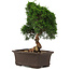 Juniperus chinensis Itoigawa, 34 cm, ± 15 years old