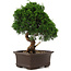 Juniperus chinensis Itoigawa, 34 cm, ± 15 years old