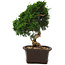 Juniperus chinensis Itoigawa, 34 cm, ± 15 anni